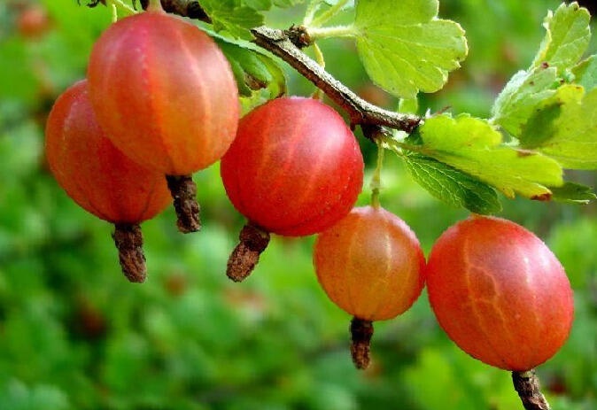 Angrešt červený 'Krasnoslovianski' - Grossularia uva-crispa 'Krasnoslovianski'