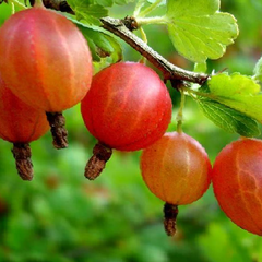 Angrešt červený 'Krasnoslovianski' - Grossularia uva-crispa 'Krasnoslovianski'
