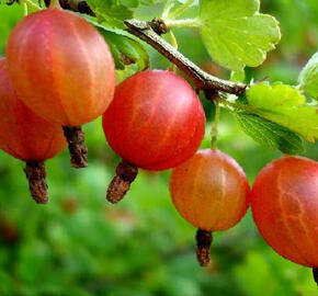 Angrešt červený 'Krasnoslovianski'