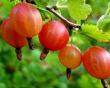 Angrešt červený 'Krasnoslovianski'