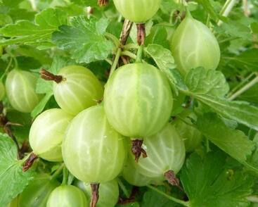 Angrešt žlutý beztrnný 'Lady Sun'