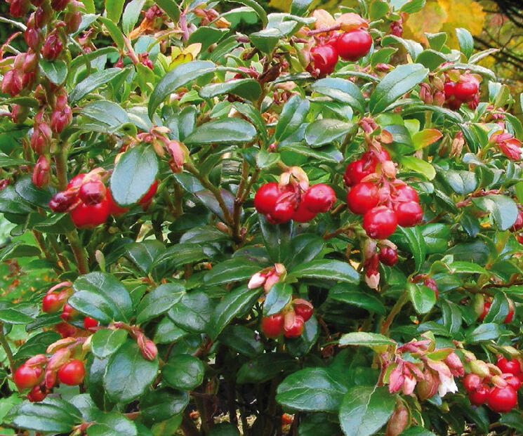 Brusinka obecná 'Red Pearl' - Vaccinium vitis-idaea 'Red Pearl'