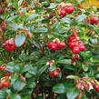 Brusnice brusinka 'Red Pearl' - Vaccinium vitis-idaea 'Red Pearl'