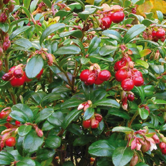 Brusnice brusinka 'Red Pearl' - Vaccinium vitis-idaea 'Red Pearl'