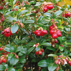 Brusinka obecná 'Red Pearl' - Vaccinium vitis-idaea 'Red Pearl'