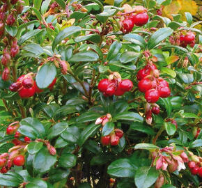 Brusnice brusinka 'Red Pearl'