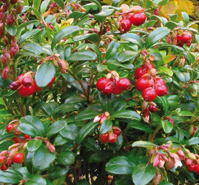 Brusnice brusinka 'Red Pearl' - Vaccinium vitis-idaea 'Red Pearl'