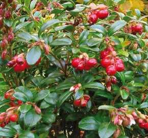 Brusinka obecná 'Red Pearl' - Vaccinium vitis-idaea 'Red Pearl'