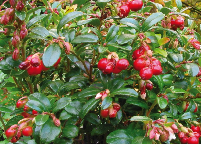 Brusinka obecná 'Red Pearl' - Vaccinium vitis-idaea 'Red Pearl'