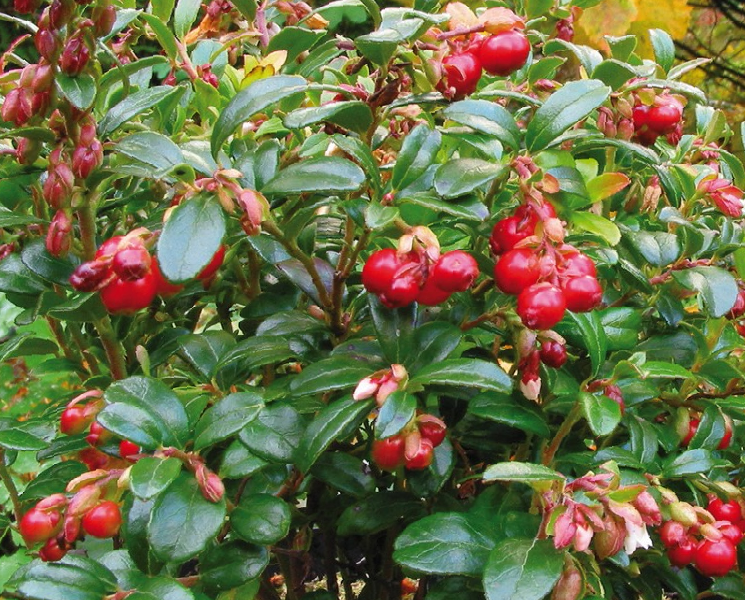 Brusnice brusinka 'Red Pearl' - Vaccinium vitis-idaea 'Red Pearl'
