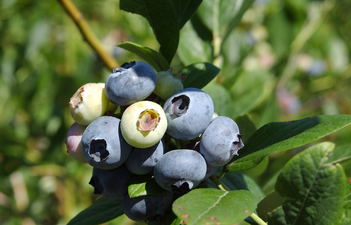 Borůvka chocholičnatá, kanadská borůvka 'Coville' - Vaccinium corymbosum 'Coville'