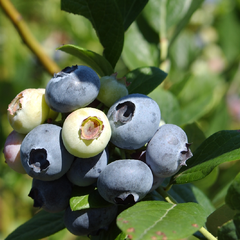 Borůvka chocholičnatá, kanadská borůvka 'Coville' - Vaccinium corymbosum 'Coville'