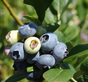 Borůvka chocholičnatá, kanadská borůvka 'Coville' - Vaccinium corymbosum 'Coville'