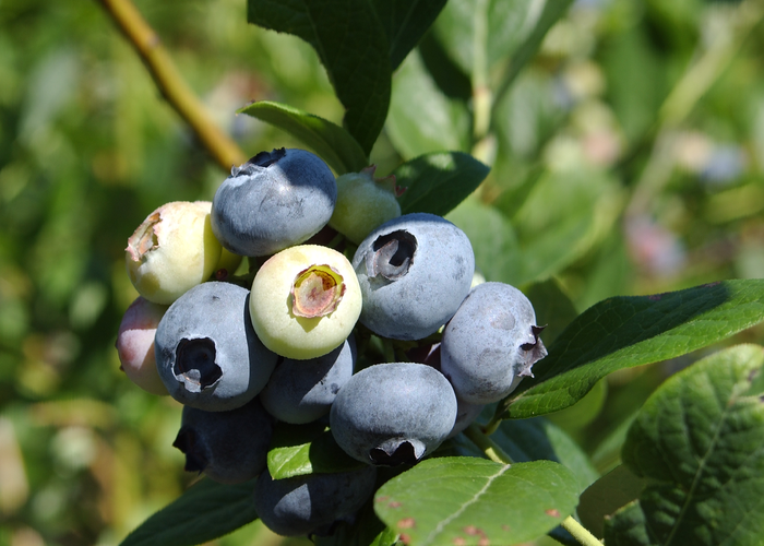 Borůvka chocholičnatá, kanadská borůvka 'Coville' - Vaccinium corymbosum 'Coville'