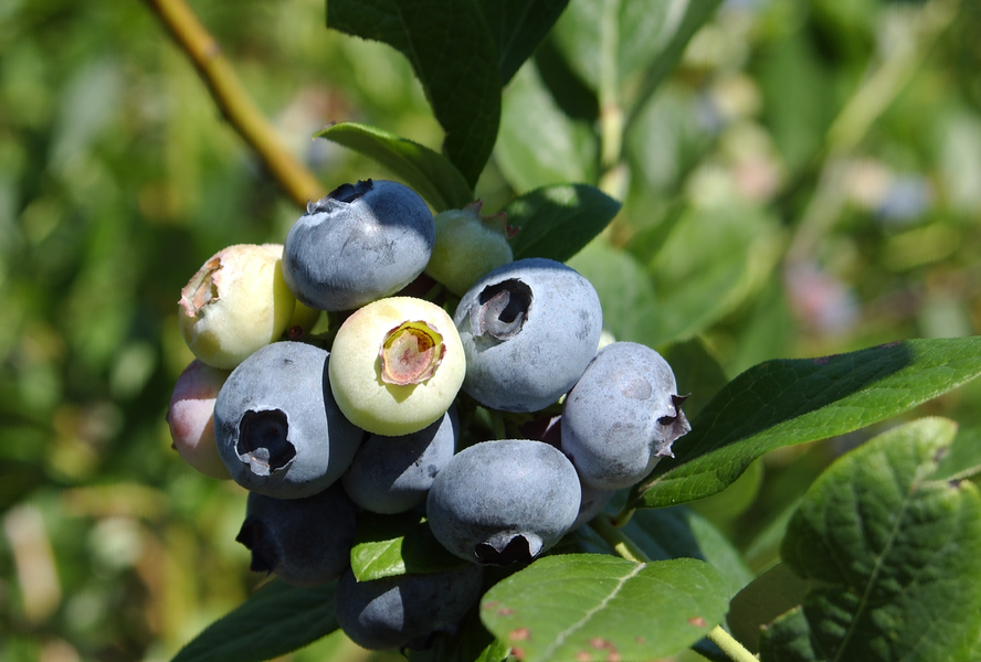 Borůvka chocholičnatá, kanadská borůvka 'Coville' - Vaccinium corymbosum 'Coville'