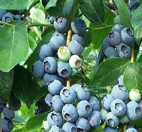 Borůvka 'Color Bells Patio Blue'