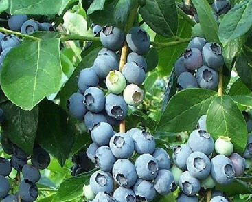 Borůvka 'Color Bells Patio Blue'