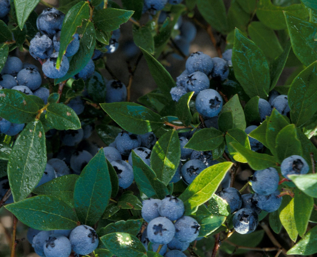 Borůvka chocholičnatá, kanadská borůvka 'North Blue' - Vaccinium corymbosum 'North Blue'