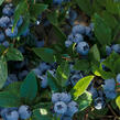 Borůvka chocholičnatá, kanadská borůvka 'North Blue' - Vaccinium corymbosum 'North Blue'