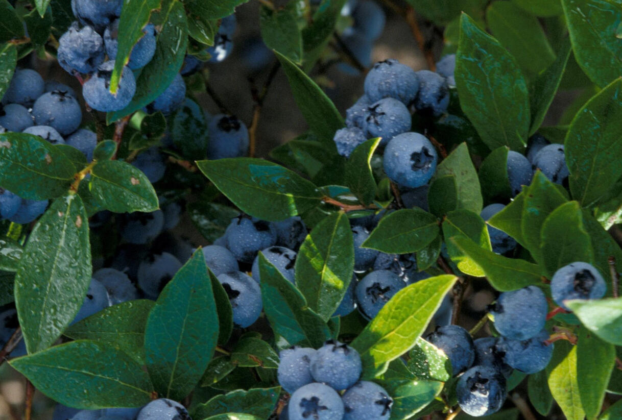 Borůvka chocholičnatá, kanadská borůvka 'North Blue' - Vaccinium corymbosum 'North Blue'