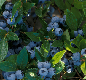 Borůvka chocholičnatá, kanadská borůvka 'North Blue' - Vaccinium corymbosum 'North Blue'