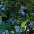 boruvka-chocholicnata-kanadska-boruvka-north-blue.png