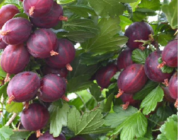 Angrešt červený 'Niesluchowski' - Grossularia uva-crispa 'Niesluchowski'