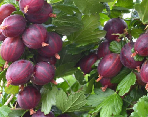 Angrešt červený 'Niesluchowski' - Grossularia uva-crispa 'Niesluchowski'