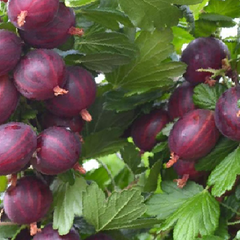 Angrešt červený 'Niesluchowski' - Grossularia uva-crispa 'Niesluchowski'