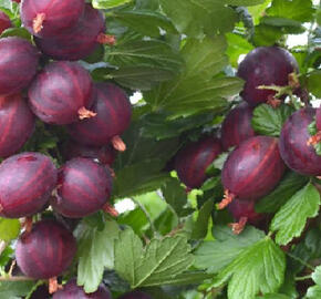 Angrešt červený 'Niesluchowski'