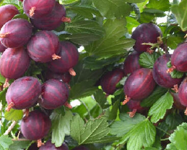 Angrešt červený 'Niesluchowski'