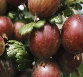 Angrešt červený 'Rokula'