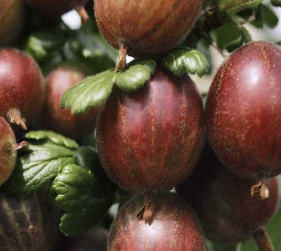 Angrešt červený 'Rokula' - Grossularia uva crispa 'Rokula'
