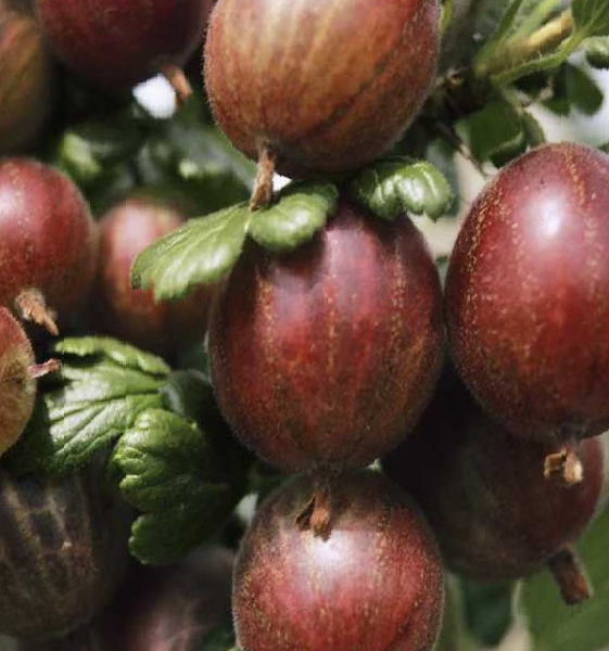 Angrešt červený 'Rokula' - Grossularia uva-crispa 'Rokula'