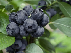 Borůvka chocholičnatá, kanadská borůvka 'Goldtraube 71' - Vaccinium corymbosum 'Goldtraube 71'