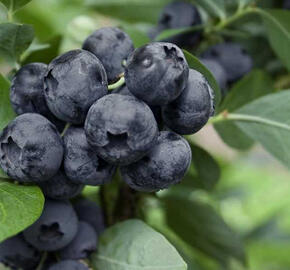 Borůvka chocholičnatá, kanadská borůvka 'Goldtraube 71'