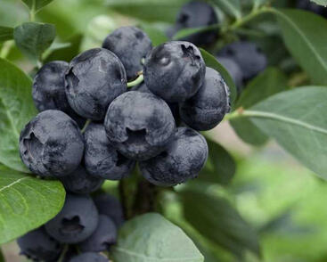 Borůvka chocholičnatá, kanadská borůvka 'Goldtraube 71'