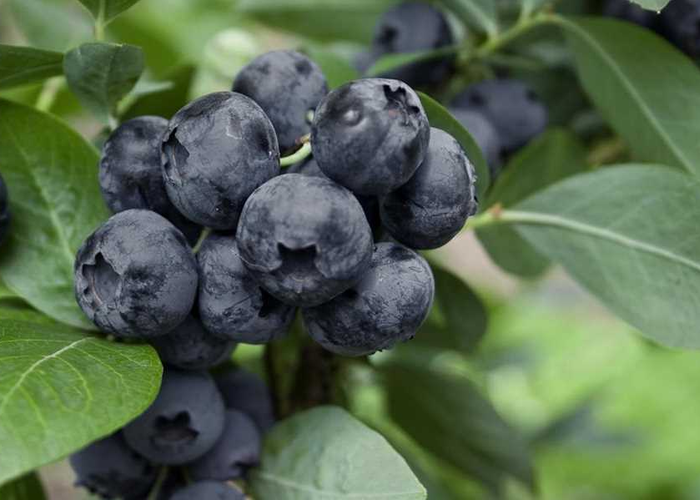Borůvka chocholičnatá, kanadská borůvka 'Goldtraube 71' - Vaccinium corymbosum 'Goldtraube 71'