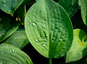 Bohyška - Hosta sieboldiana