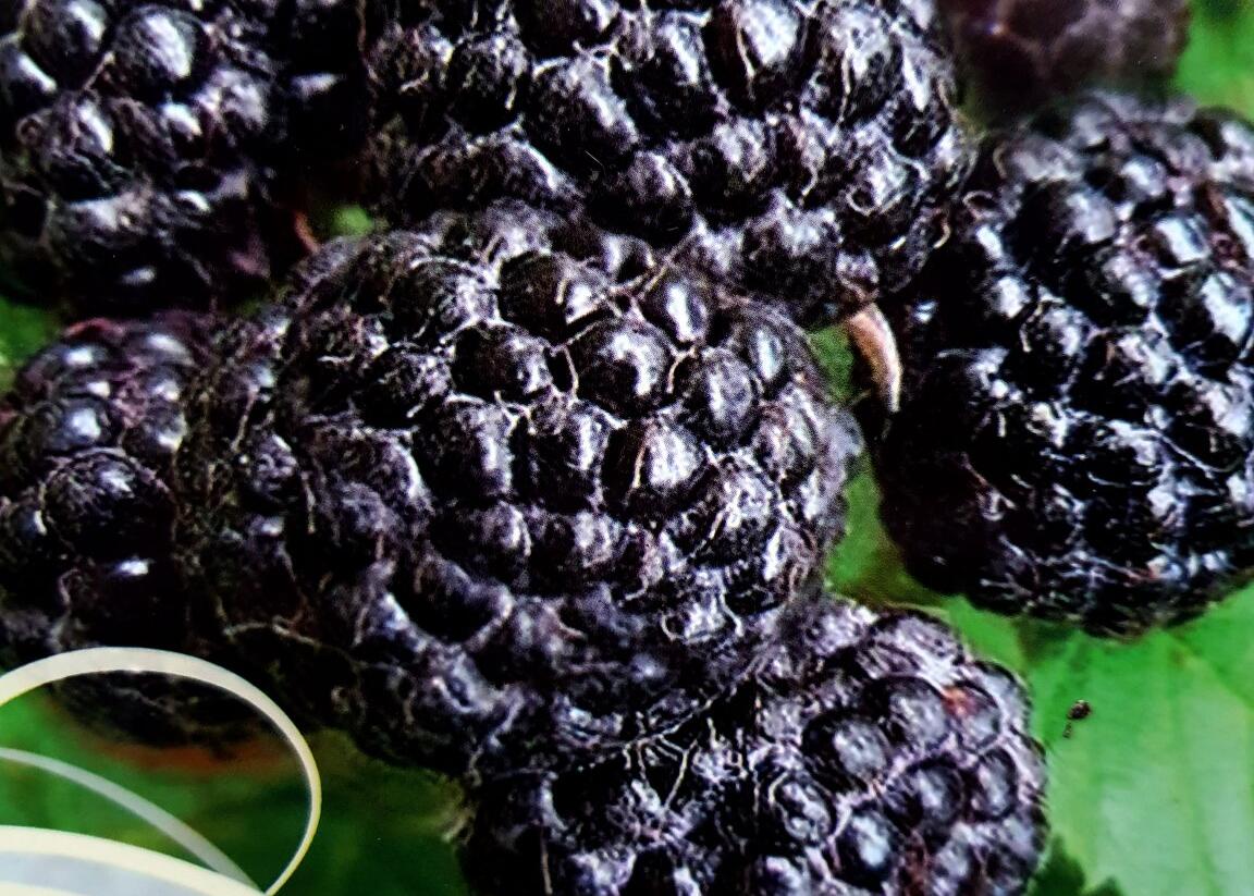 Maliník jednouplodící 'Bristol' - Rubus occidentalis 'Bristol'