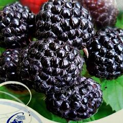 Maliník černý 'Bristol' - Rubus occidentalis 'Bristol'
