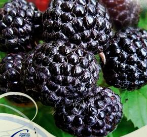 Maliník černý 'Bristol' - Rubus occidentalis 'Bristol'
