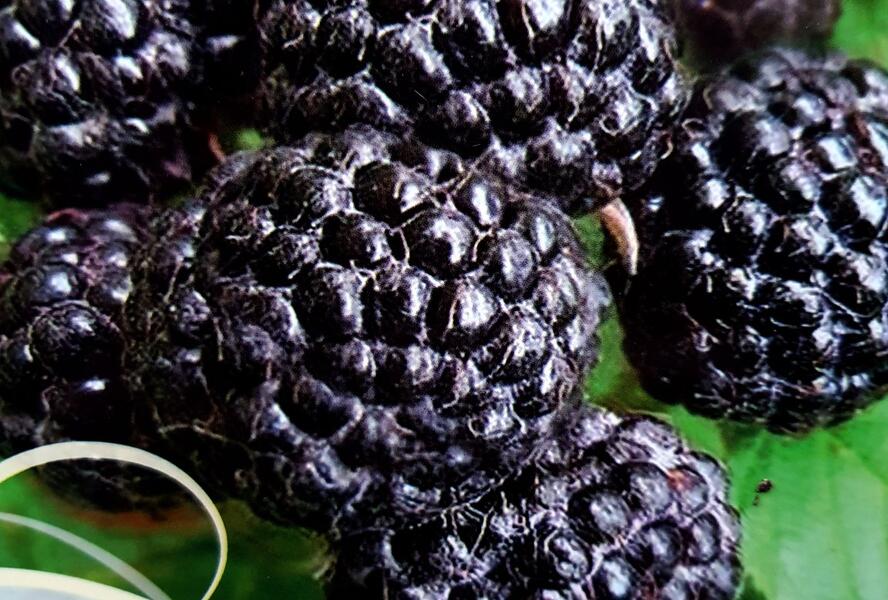 Maliník jednouplodící 'Bristol' - Rubus occidentalis 'Bristol'