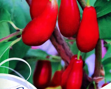 Dřín obecný 'Elegantnyj'