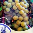 Réva vinná 'Iza Zaliwska' - Vitis vinifera 'Iza Zaliwska'