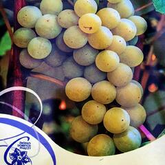 Réva vinná 'Iza Zaliwska' - Vitis vinifera 'Iza Zaliwska'