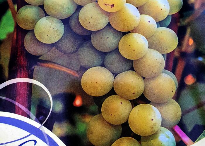 Réva vinná 'Iza Zaliwska' - Vitis vinifera 'Iza Zaliwska'
