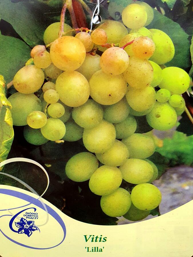 Réva vinná 'Lilla' - Vitis vinifera 'Lilla'