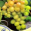 Réva vinná 'Lilla' - Vitis vinifera 'Lilla'