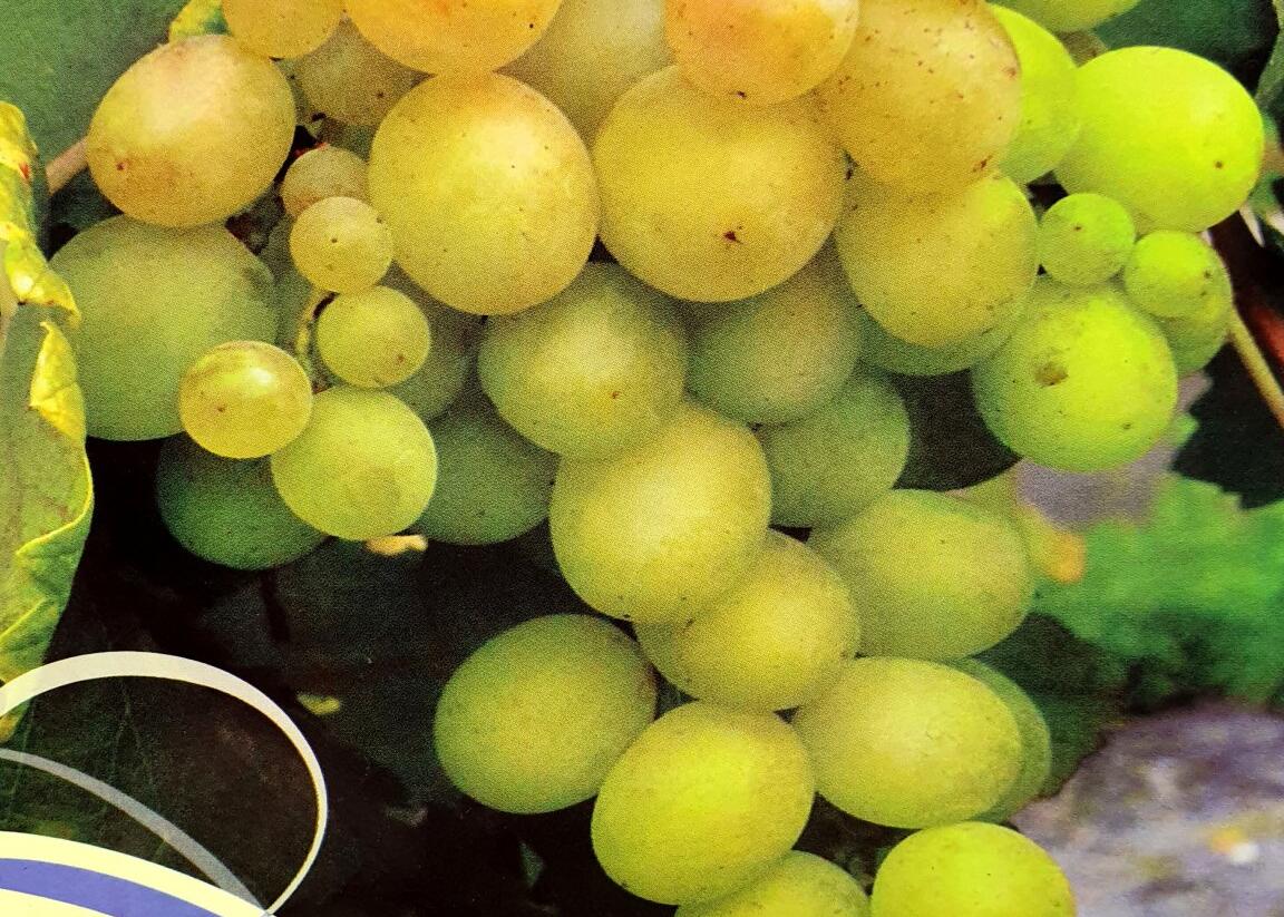 Réva vinná stolní 'Lilla' - Vitis vinifera 'Lilla'